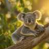 Ein Koala sitzt auf einem Ast und schaut in die Kamera