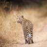 Ein Leopard geht auf einer unbefestigten Straße