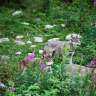 Zwei Wölfe stehen in einem Feld mit lila Blumen