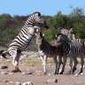 Heidrun & Manfred / Namibia, Botswana, Simbabwe Juni 2025