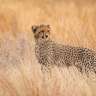 Ein junger Gepard steht im hohen, braunen Gras und schaut nach rechts.