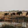Elefanten im Caprivi