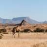 Giraffe im Erongo Gebirge