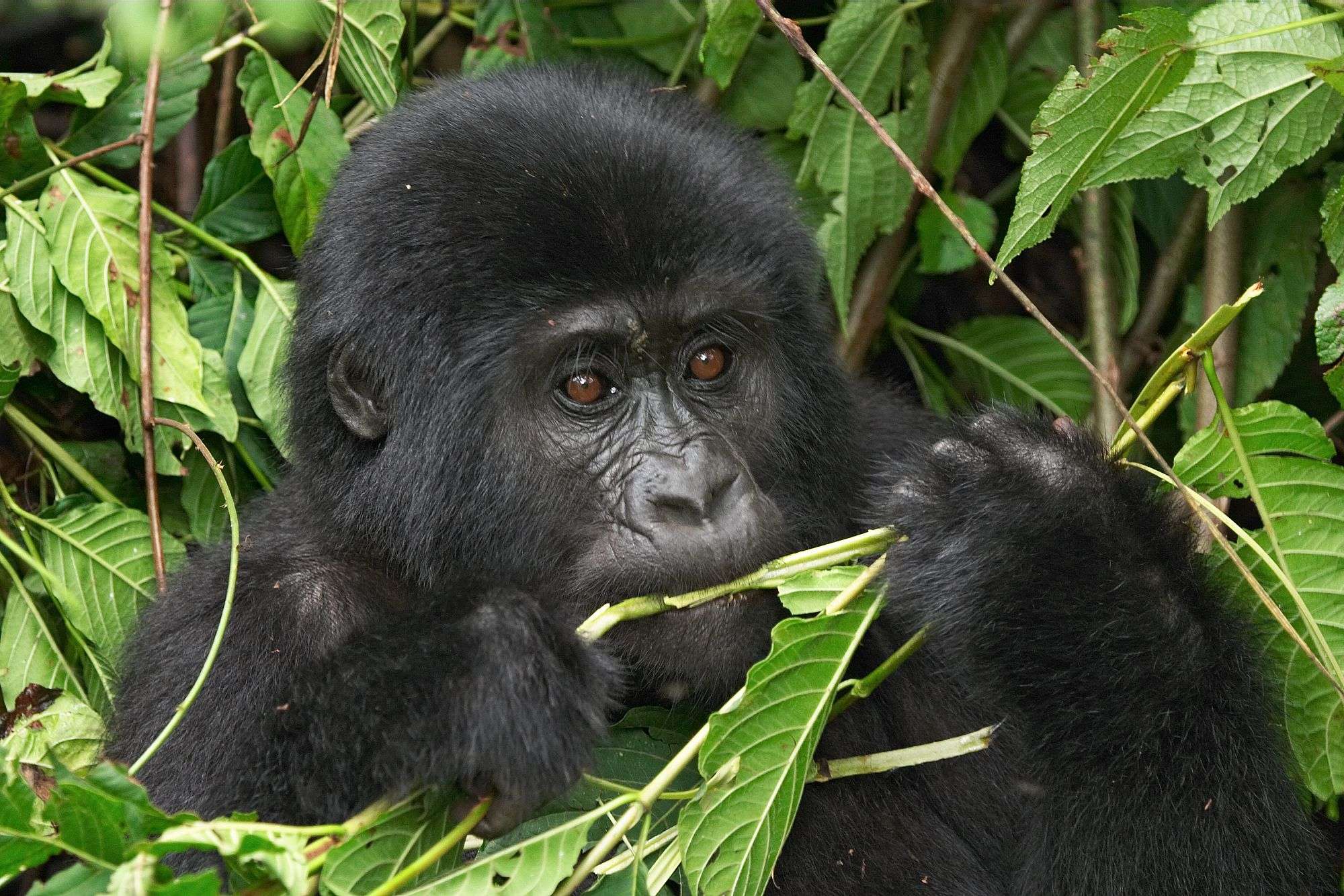 Ein schwarzer Gorilla sitzt in einem Baum und isst Blätter