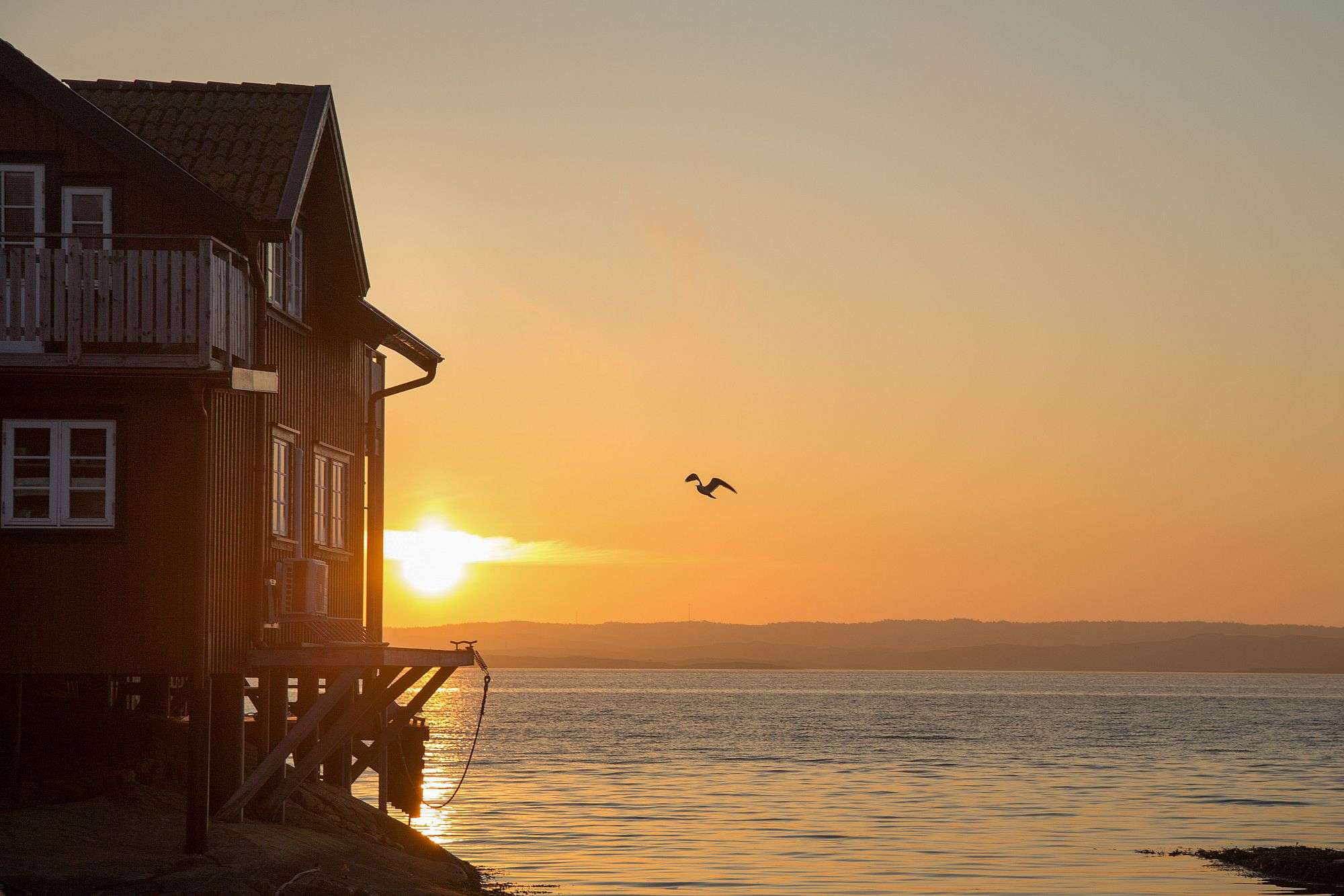 Ein Vogel fliegt bei Sonnenuntergang über das Meer