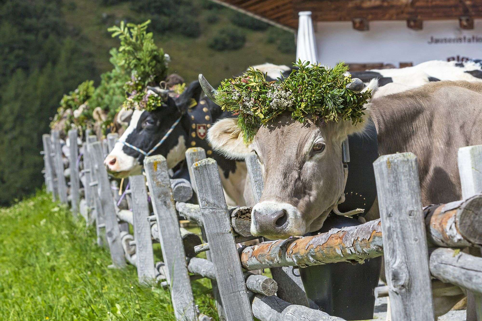 Eine Kuh mit einem Kranz auf dem Kopf steht neben einem Holzzaun