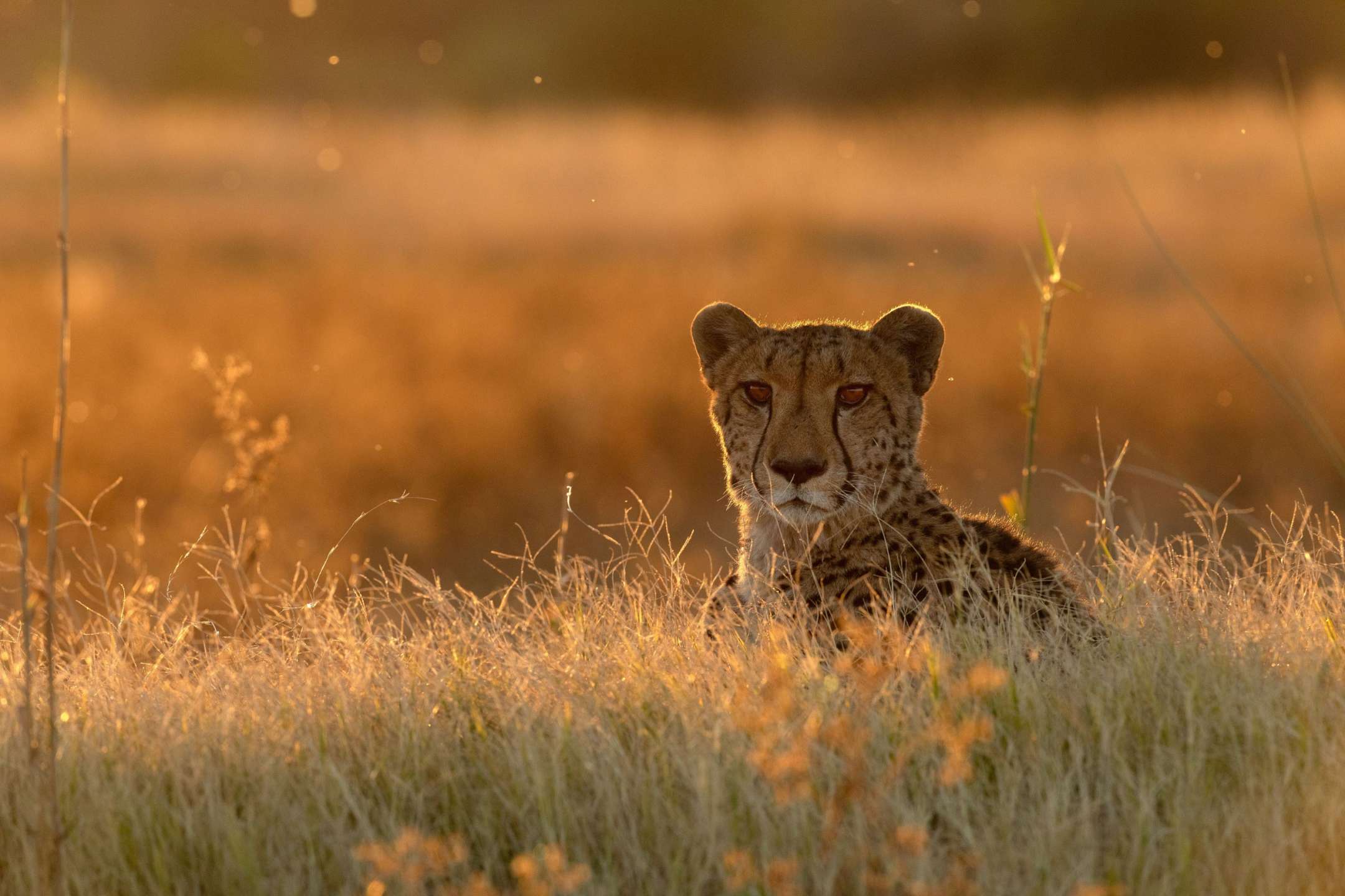 Ein Gepard liegt im hohen Gras und schaut in die Kamera