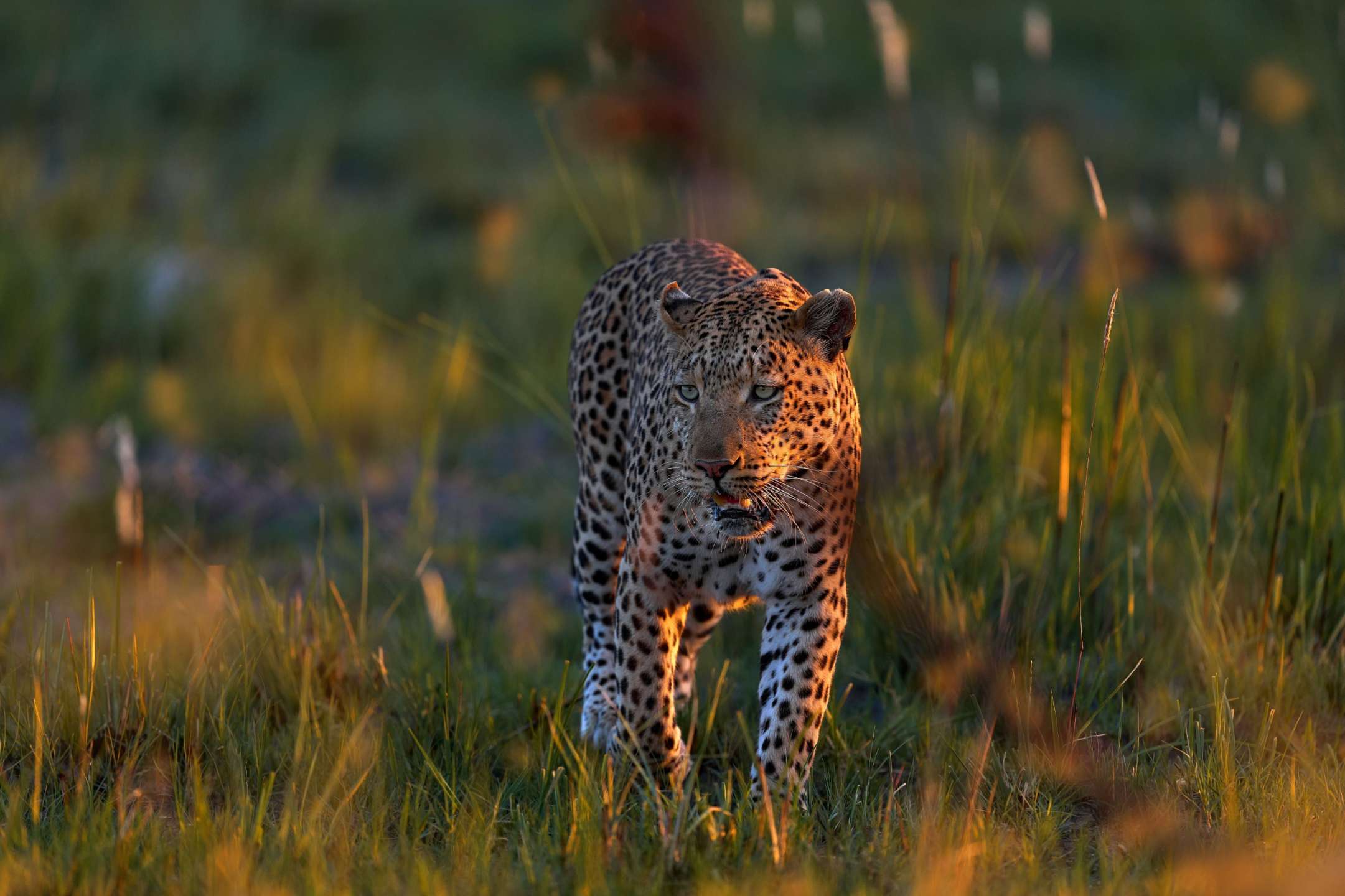 Ein leopard geht durch ein grasbewachsenes feld