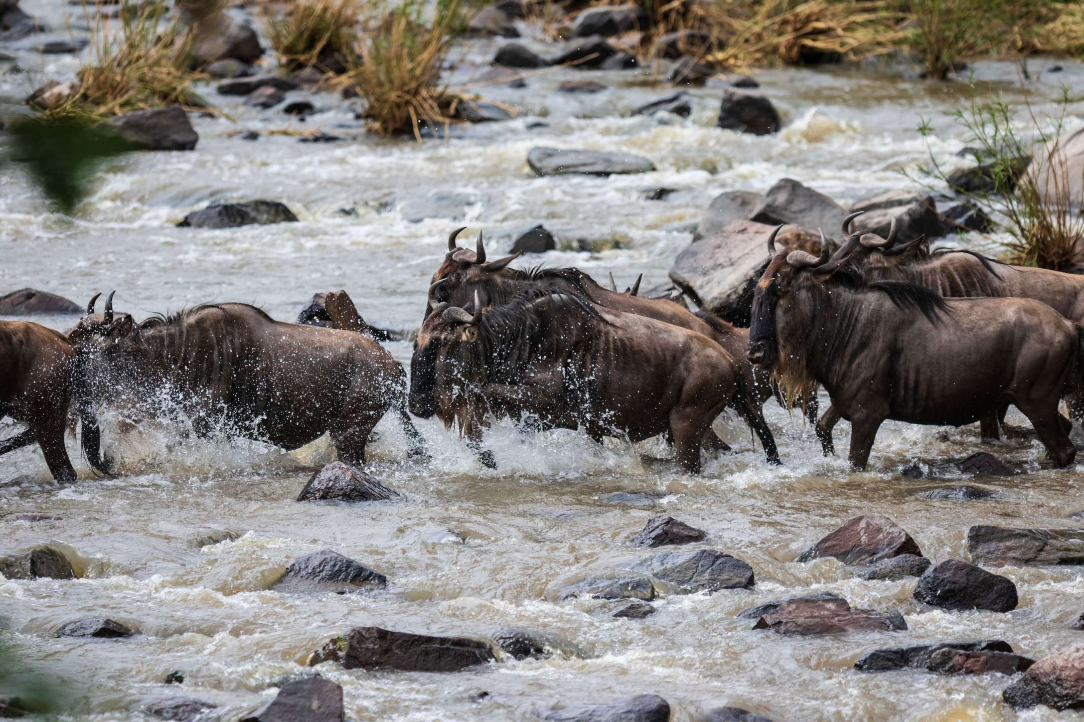 Eine Herde Gnus läuft durch einen Fluss
